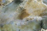 Polished Newman Opal Slab - Western Australia #96282-1